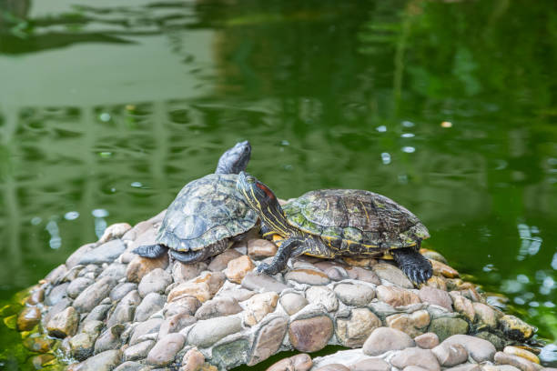 istock Turtles on the rocks 1149222538