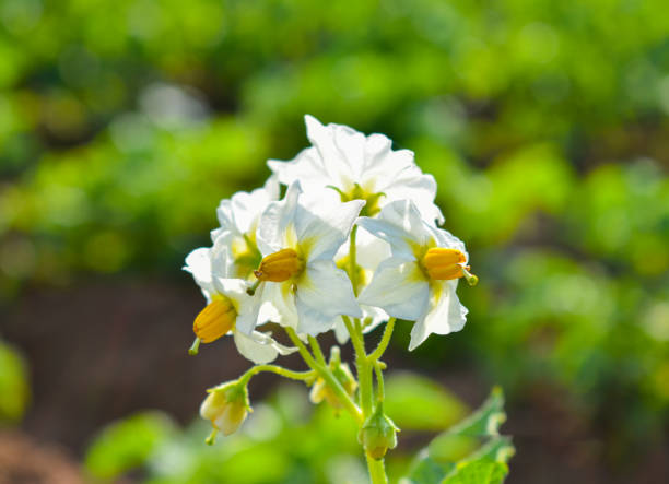 istock Flower of Potato 1149222912