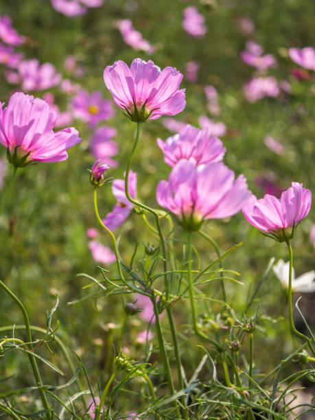 Cosmos flower stock photo