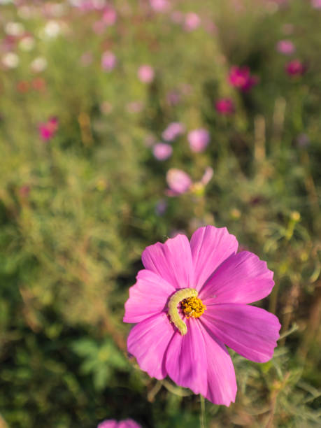 Worm on Cosmos flower stock photo