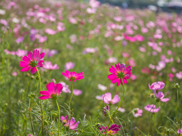 Cosmos flower stock photo