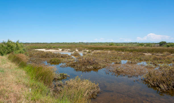 istock Camargue in France 1149224926