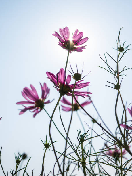 Cosmos flower stock photo