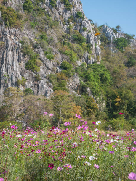 Cosmos flower field landscape stock photo