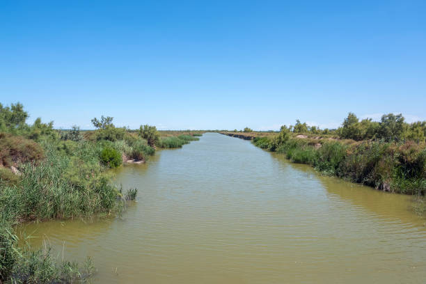 istock Camargue in France 1149225499
