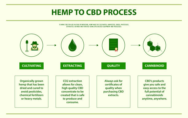 Hemp to CBD process horizontal infographic Hemp to CBD process horizontal infographic, healthcare and medical illustration about cannabis cannabis-processing-facility stock illustrations