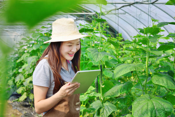 istock Young Scientist Working in Cucumber Greenhouse 1149228548