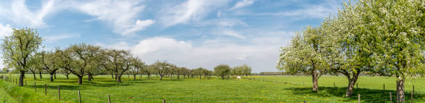 Spring countryside with horses on the green field near Usingen, Hesse, Germany