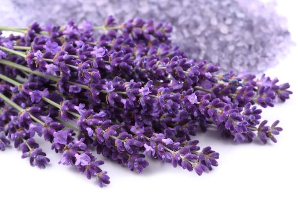 istock Bouquet of lavender. 1149229327