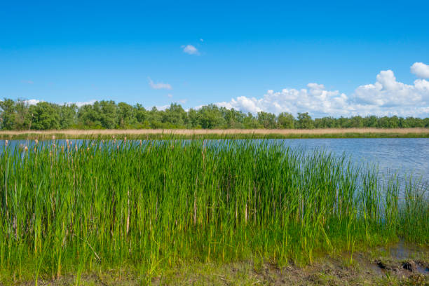 istock Reed along the edge of a lake below a blue sky in spring 1149230462