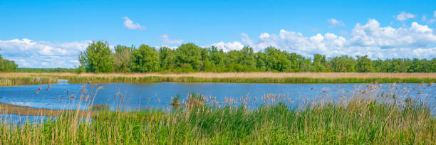 тростник вдоль края озера под голубым небом весной - waters edge lake beach tree стоковые фото и изображения