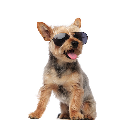 Yorkshire Terrier wearing sunglasses while looking sideways and panting on white  background studio