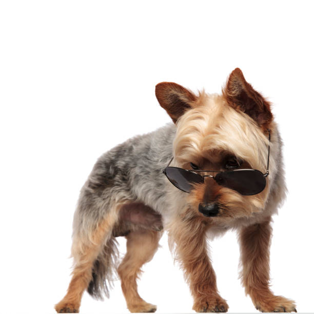 istock Yorkshire Terrier standing and wearing sunglasses 1149231603