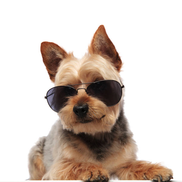 istock Yorkshire Terrier sitting and looking forward while wearing sunglasses 1149231606