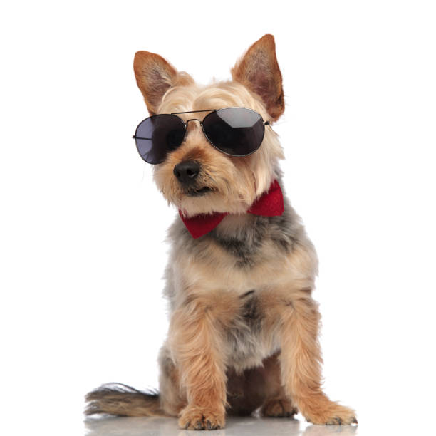 istock Yorkshire Terrier wearing sunglasses and red bow tie 1149231628