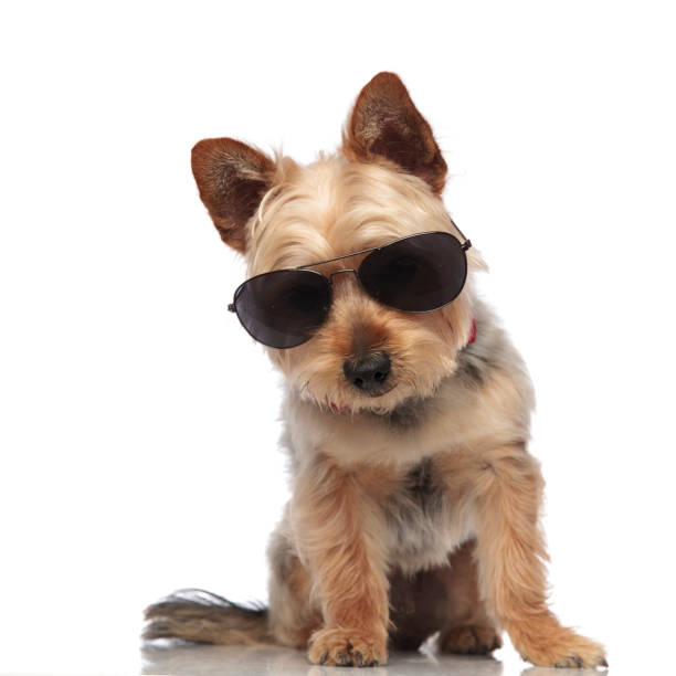 istock Yorkshire Terrier looking towards the camera while wearing sunglasses 1149231633
