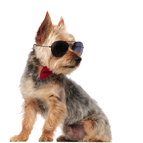 istock Yorkshire Terrier sitting and looking sideways while wearing sunglasses 1149231640