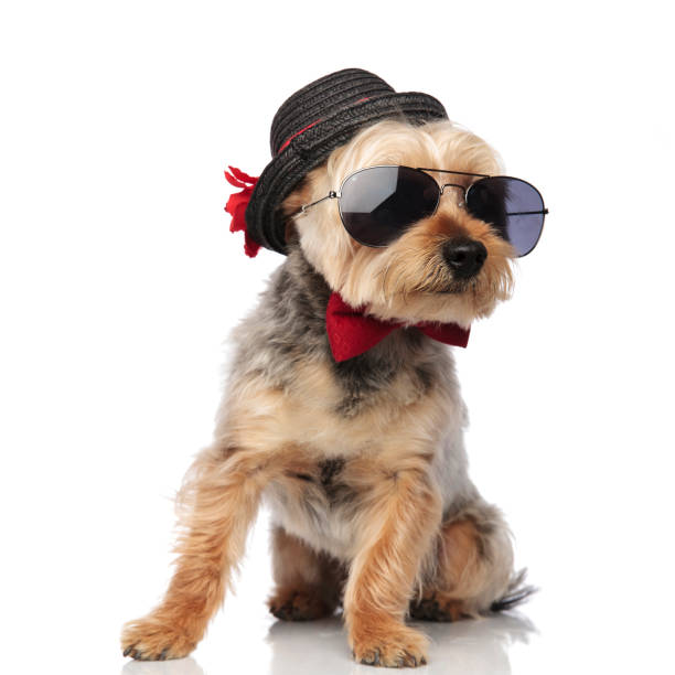 istock orkshire Terrier wearing sunglasses and decorated hat 1149231647