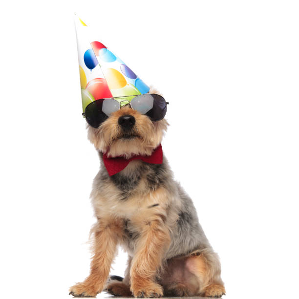 istock Yorkshire Terrier wearing sunglasses, red bow tie and party hat 1149231733