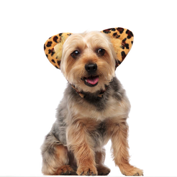 istock Yorkshire Terrier panting and wearing feline ears 1149231802