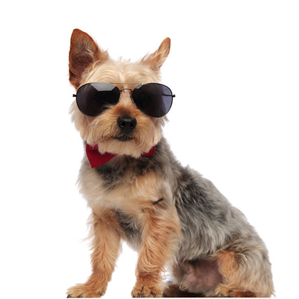 istock Yorkshire Terrier sitting and looking forward while wearing sunglasses 1149231914