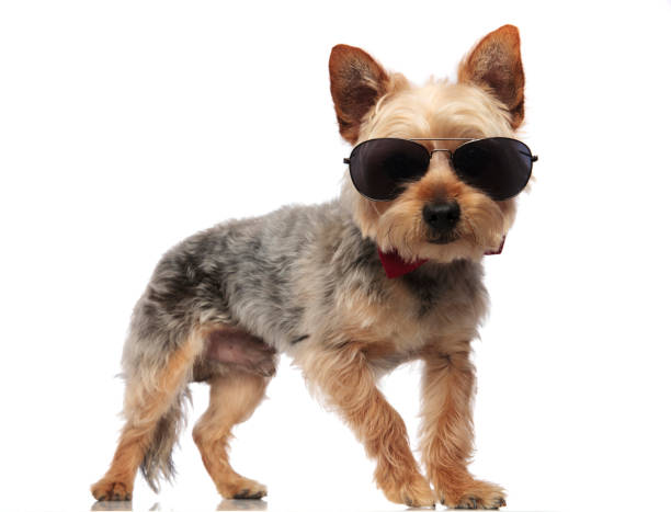 yorkshire terrier debout tout en portant des lunettes de soleil - photography close up side view halloween photos et images de collection