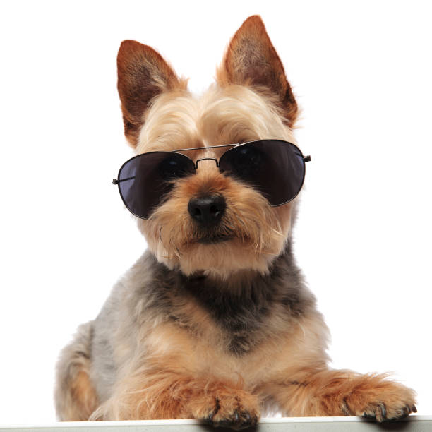 istock Yorkshire Terrier wearing sunglasse and looking forward 1149231957