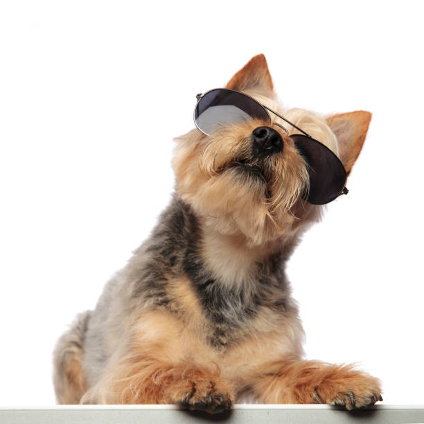 istock Yorkshire Terrier sitting and wearing sunglasses 1149231964