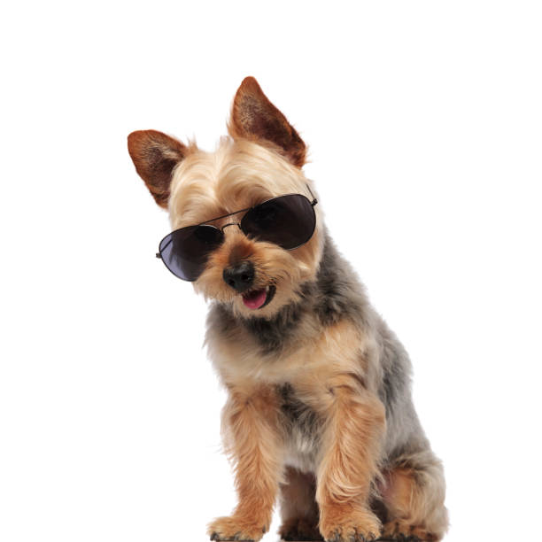 istock Cute Yorkshire Terrier wearing sunglasses and panting 1149231977