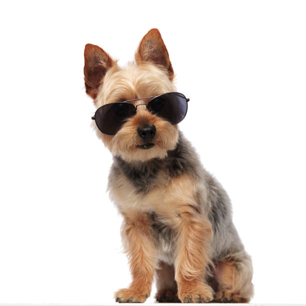 istock Cute Yorkshire Terrier sitting and wearing sunglasses 1149231988