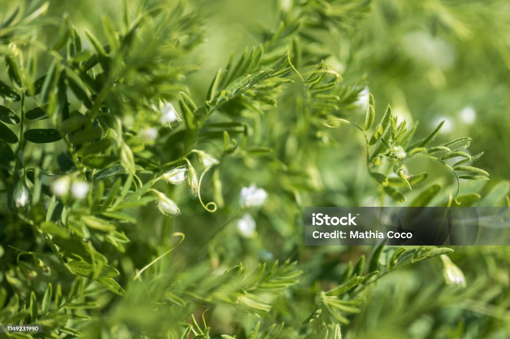 Close-up of a lentil plant with white flowers Lentil field. Detail of  flowers on a green background Lentil Stock Photo