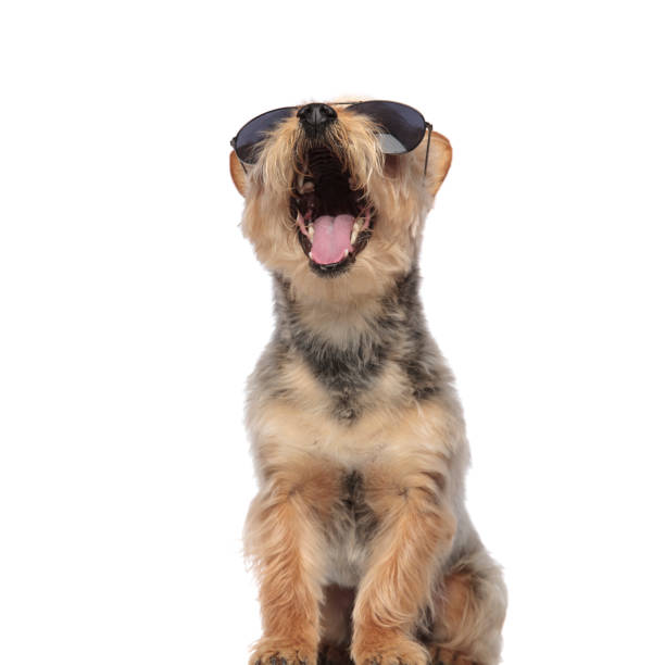 istock Yorkshire Terrier wearing sunglasses and yawning 1149232008
