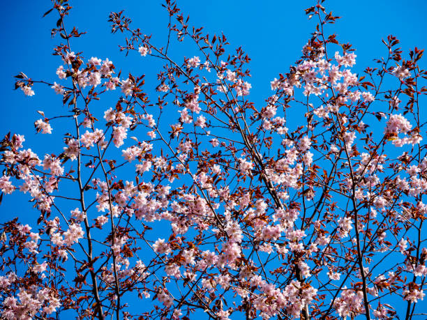 istock Cherry blossom tree in bloom. Sakura flowers on azure sky background. Soft focus botanical photography. Garden on sunny spring day. Shallow depth of field. Blurred floral background. 1149233510