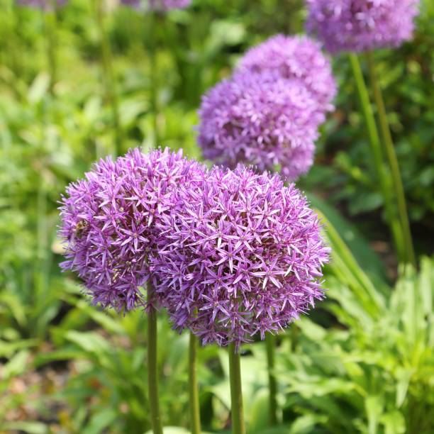 istock Alium Giganteum. 1149233651