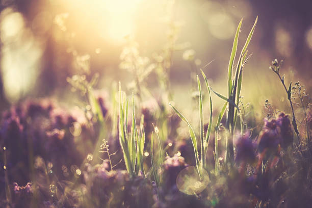 Morning lights at the fresh green meadow in spring