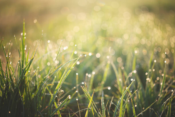 istock Dew drops and light reflections in the green gras 1149234789