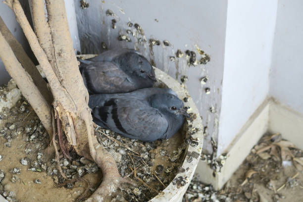 Image of wild baby pigeons in nest on Indian balcony, pigeons nesting in flower pot, with dirty bird droppings over the patio tiles and walls, birds nest of baby squabs / doves two weeks old, ready to fly and leave nest, waiting to be fed by parents Stock photo of baby pigeons in the wild, nesting on balcony on Indian apartment in Delhi, with the dirty bird's nest resulting in messy droppings, unhygienic healthy hazard, pest control. squab pigeon meat stock pictures, royalty-free photos & images