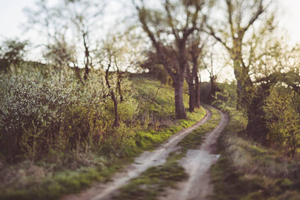 istock Hidden way through the meadows in bright evening light 1149234926