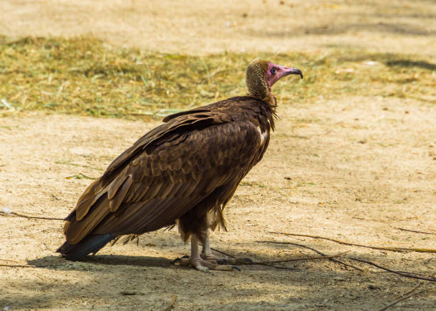 Our Best Scavenger Animals List Stock Photos, Pictures & Royalty-Free Images - iStock Our Best Scavenger Animals List Stock Photos, Pictures & Royalty-Free Images - iStock