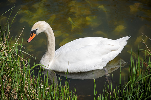 The mute swan (Cygnus olor) is a very common bird in the public parks in Denmark