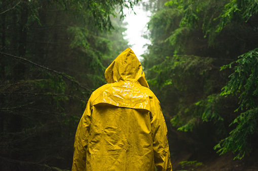Man in yellow raincoat walking in the coniferous forest during rainy and foggy day.