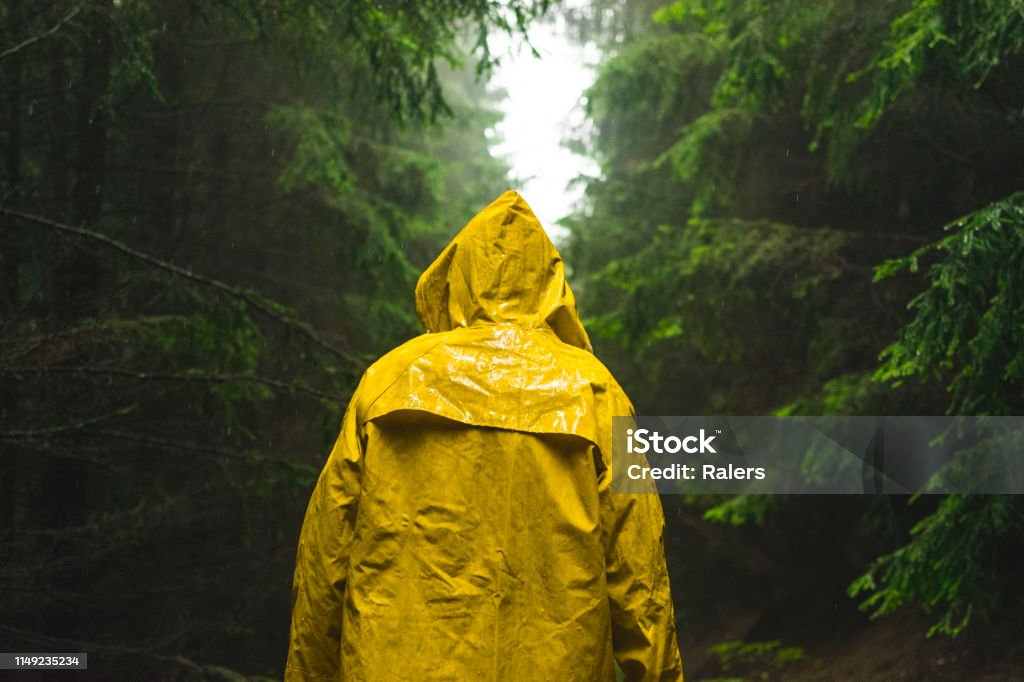 Man in yellow raincoat walking in the coniferous forest during rainy and foggy day. Raincoat Stock Photo