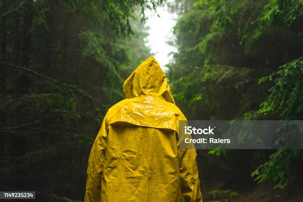 Man In Yellow Raincoat Walking In The Coniferous Forest During Rainy And Foggy Day Stock Photo - Download Image Now