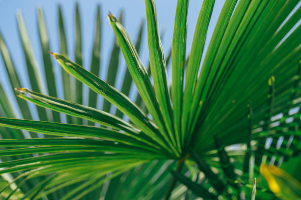 istock Tropical palm leaves, floral pattern background, real photo - 1149236304