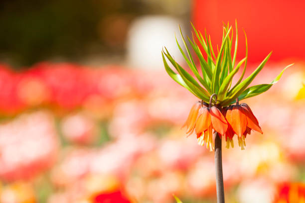 Red, pink and yellow tulips