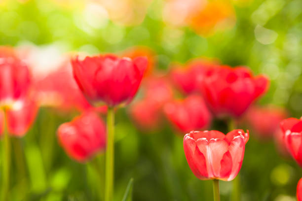 istock Field of beautiful tulips 1149236390