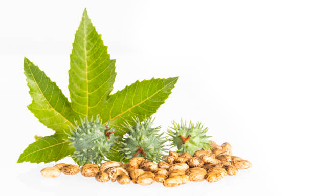 istock Castor Seeds, castor beans - Ricinus communis 1149237765