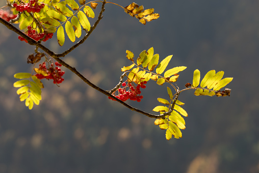 Golden coloured rowanberry leaves in autumn