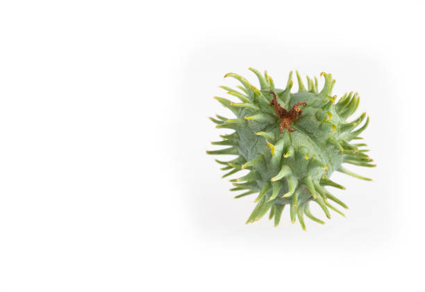 istock Castor Seeds, castor beans - Ricinus communis 1149239429