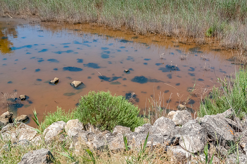 riparian closeup at a brine lagoon in the Camargue, a natural region in southern France